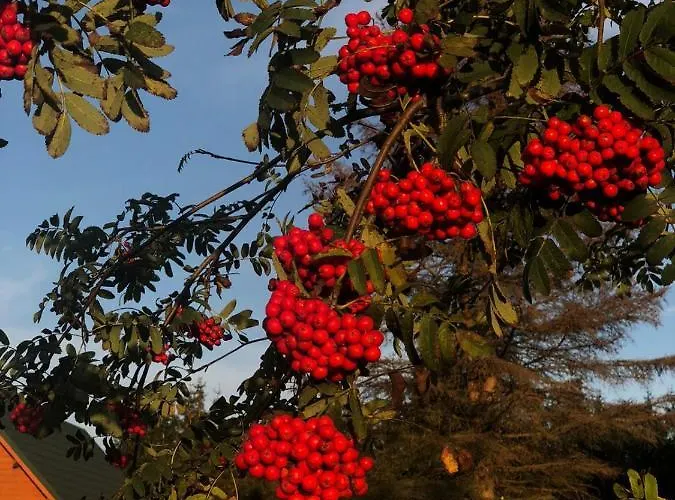 Tatil Evi Dom Nad Morzem Ludwikowo Skrzeszewo (Koszalin)